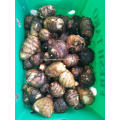 Fresh big taro in 9kg plastic box